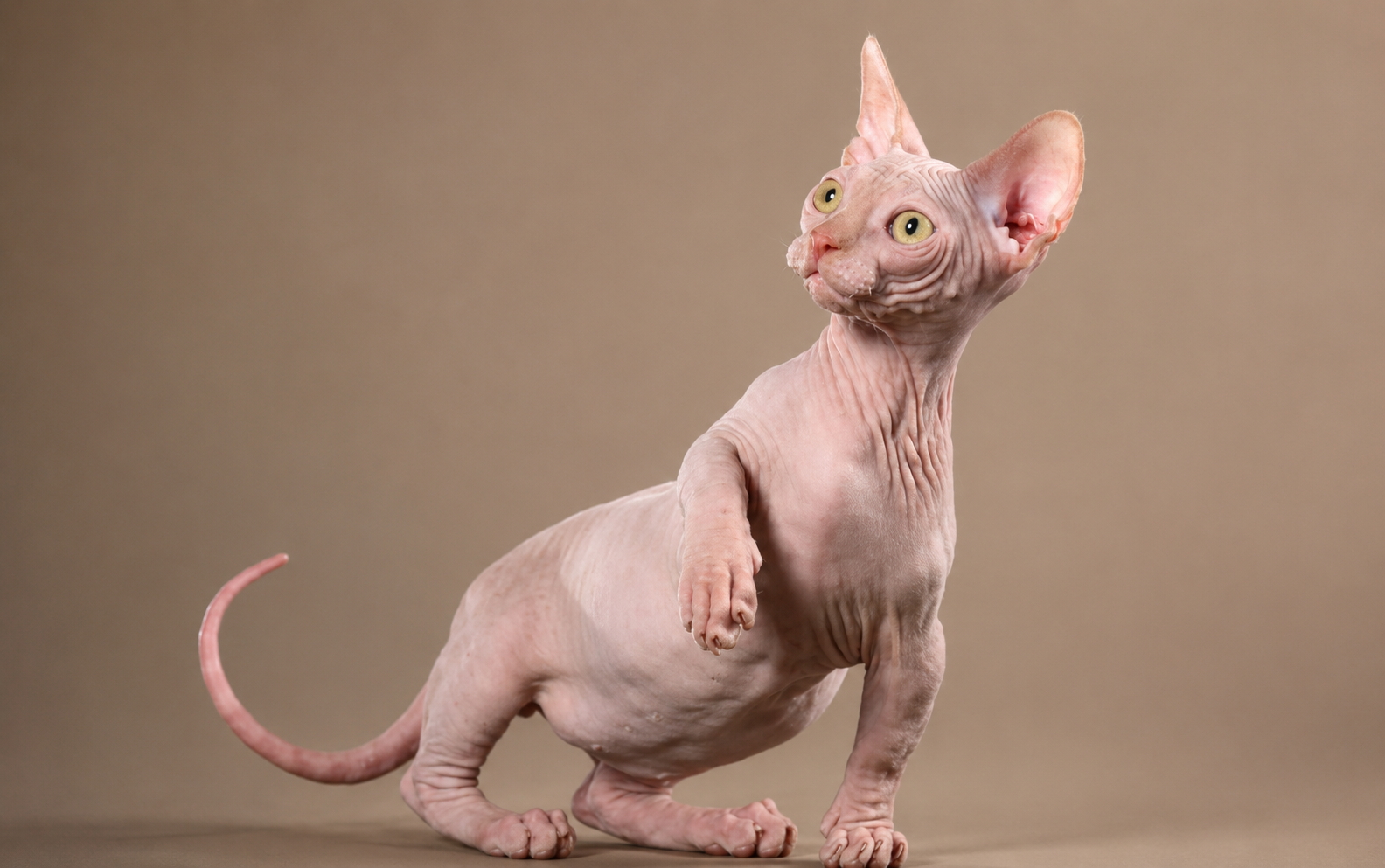 Sphynx Cat