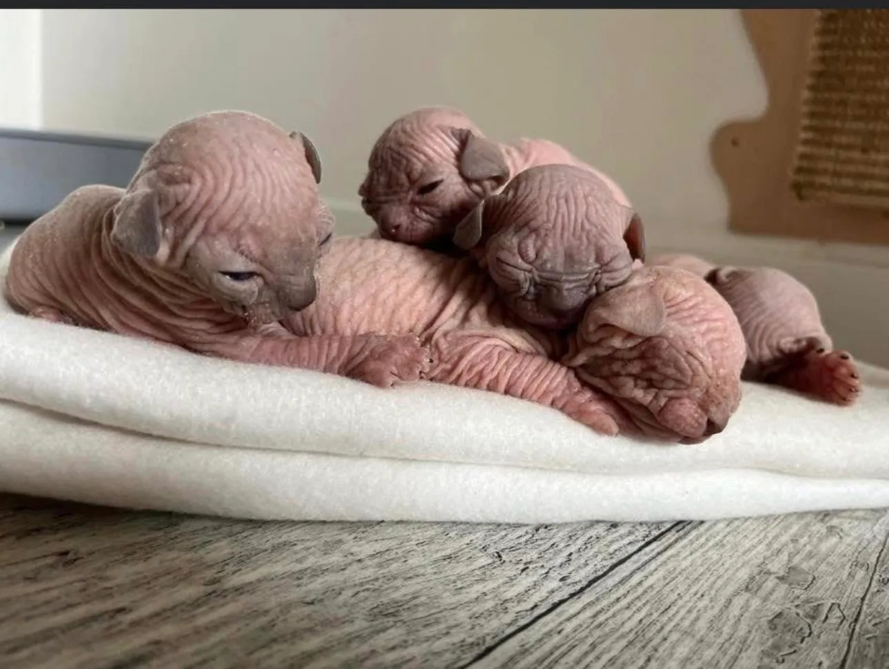 Sam - Sphynx Kitten