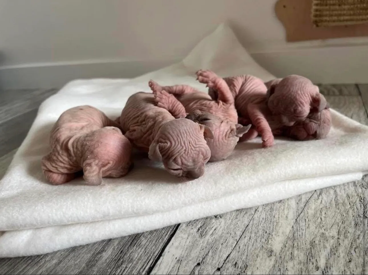 Honey - Sphynx Kitten