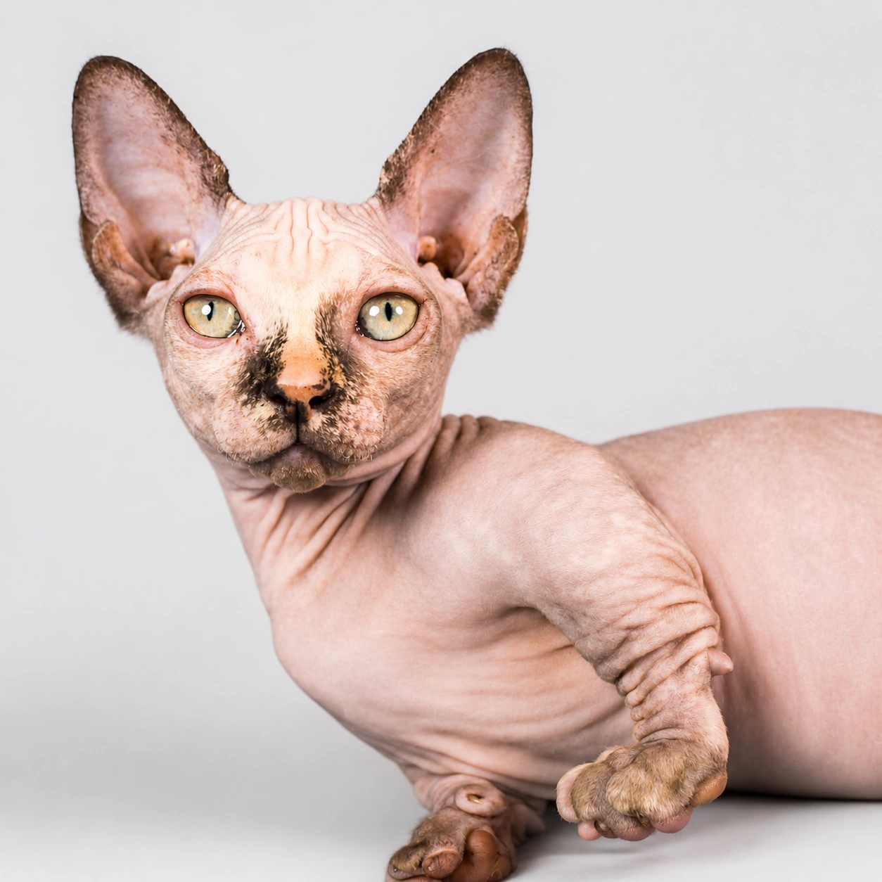 Bambino kitten for sale