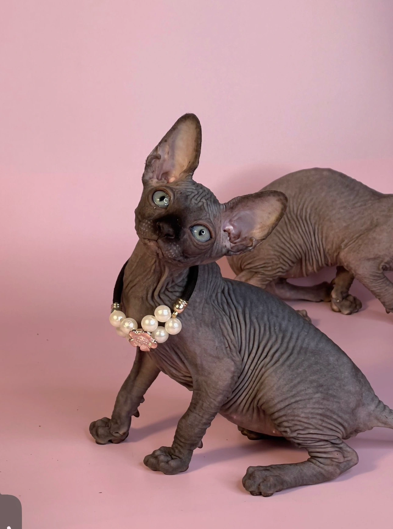 Healthy Sphynx kitten raised at Sphynx World Cattery