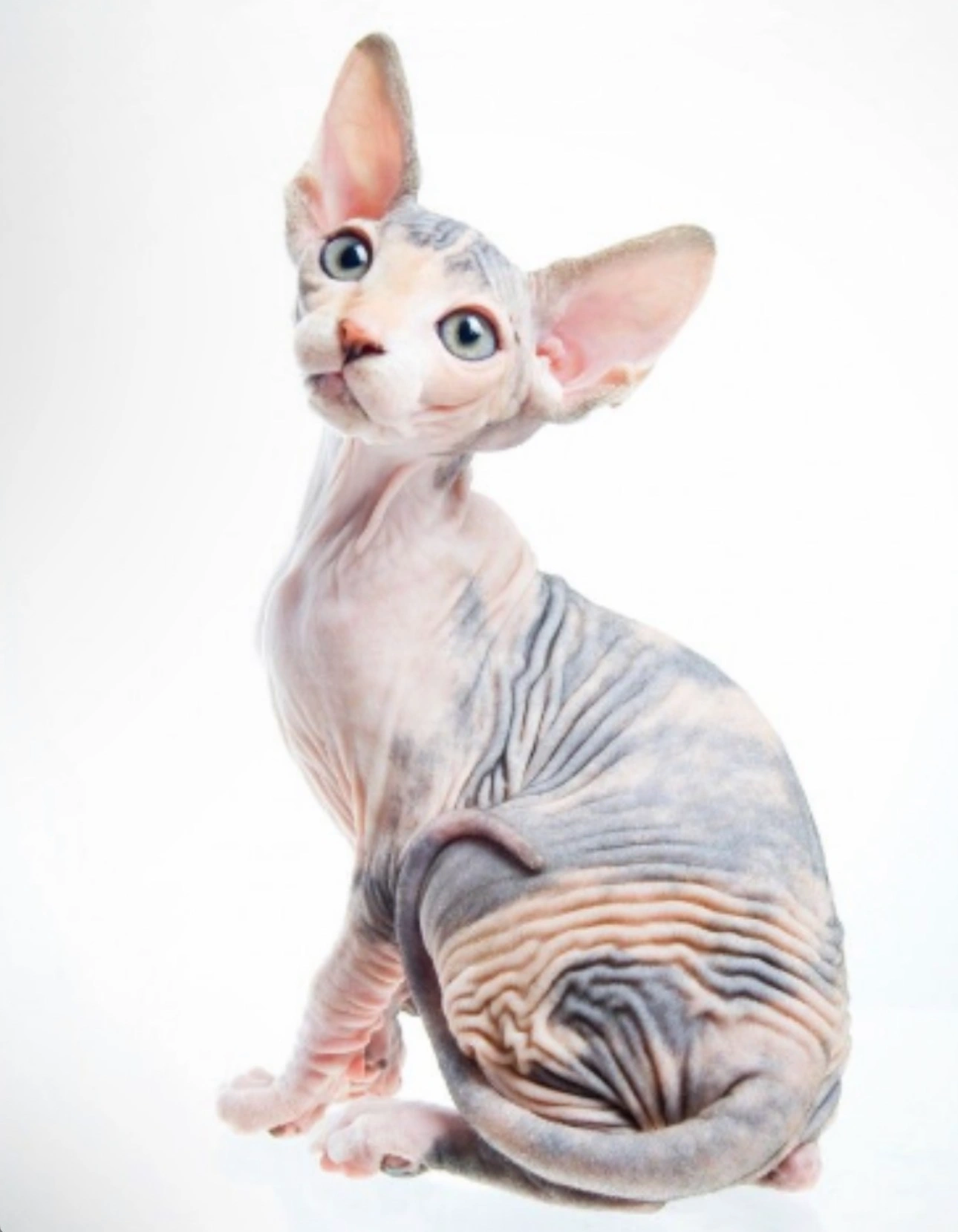 Sphynx kitten in New York