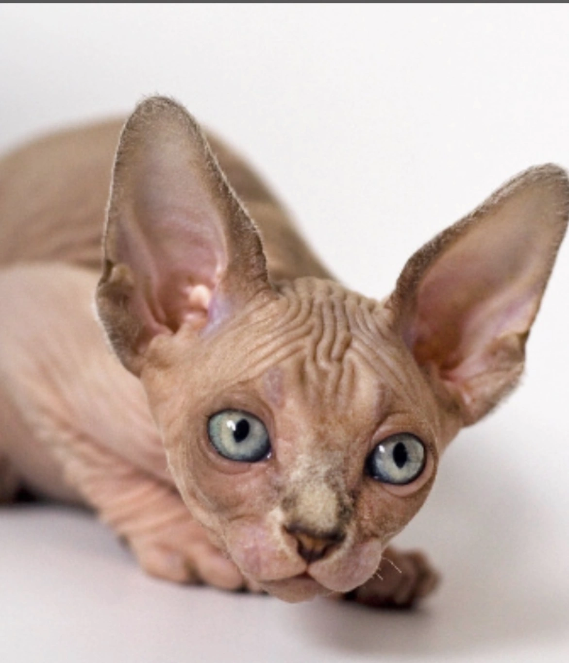 Hairless Sphynx cat breeder New York