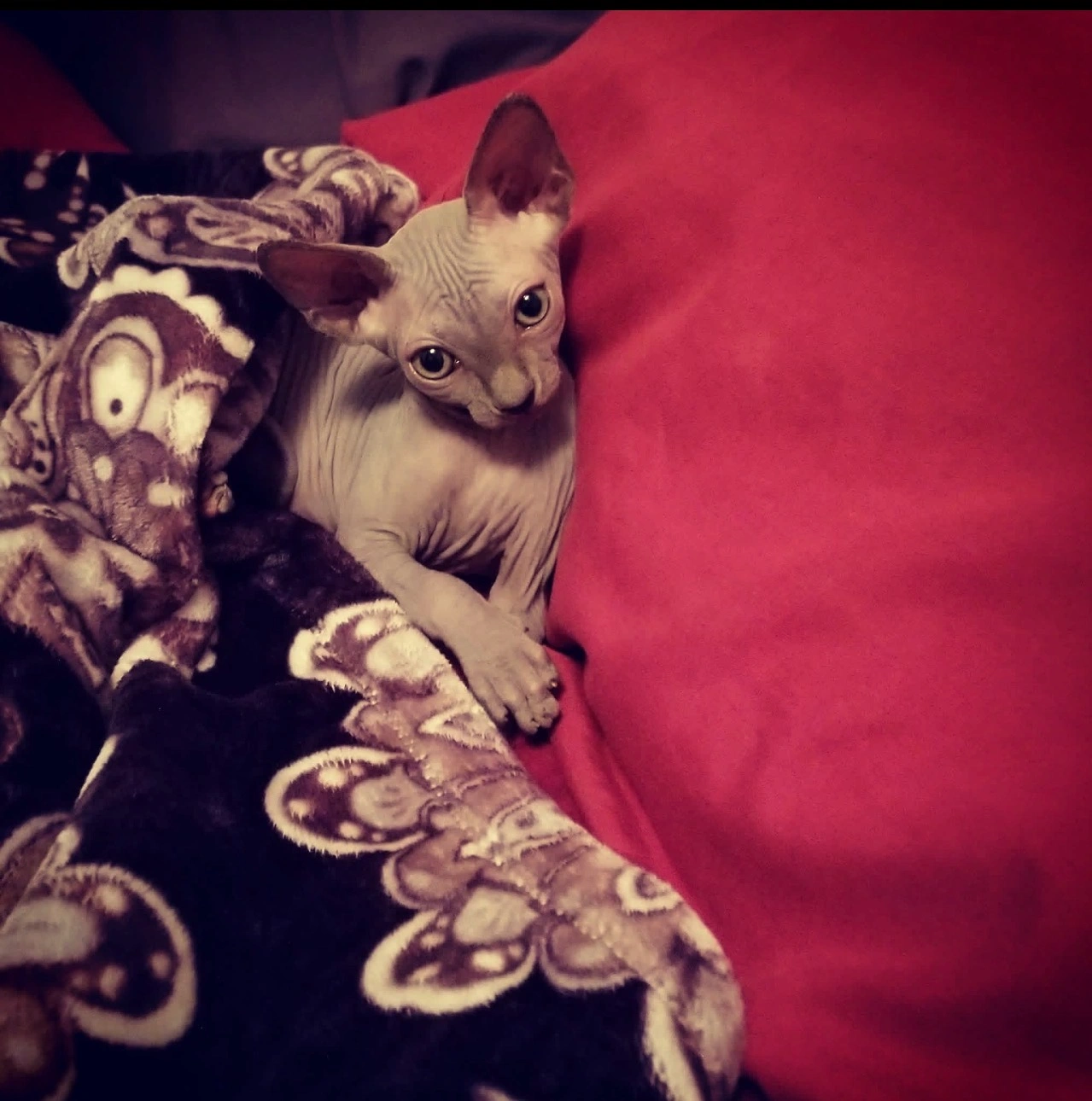 Happy kitten owner