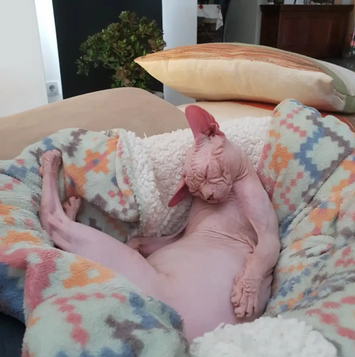 Happy kitten owner