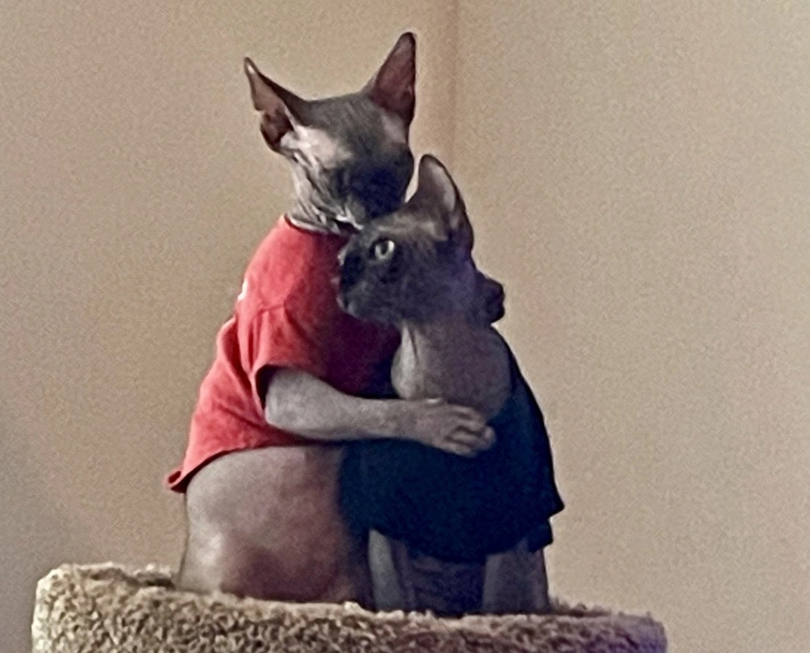 Happy kitten owner