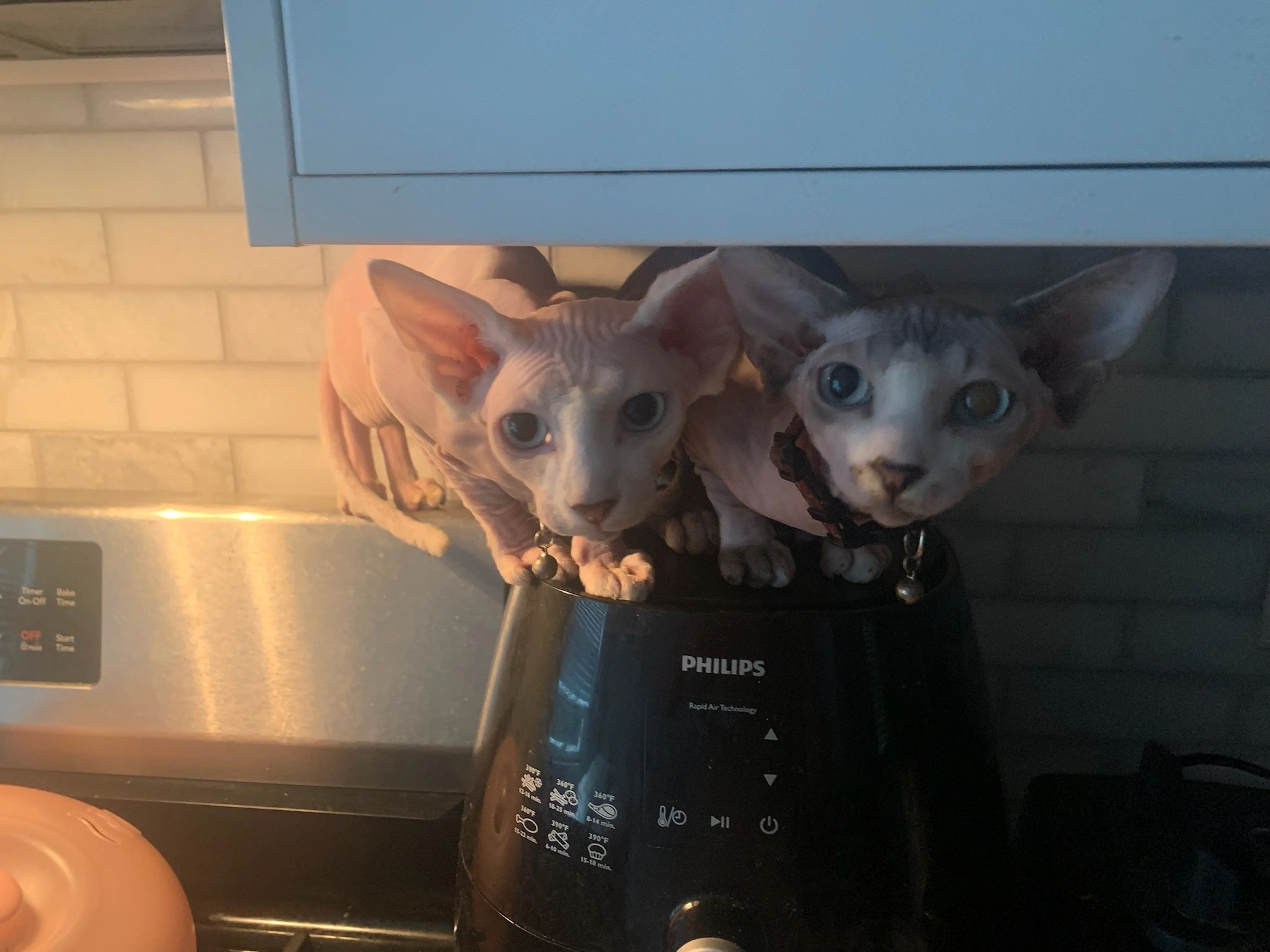 Happy kitten owner