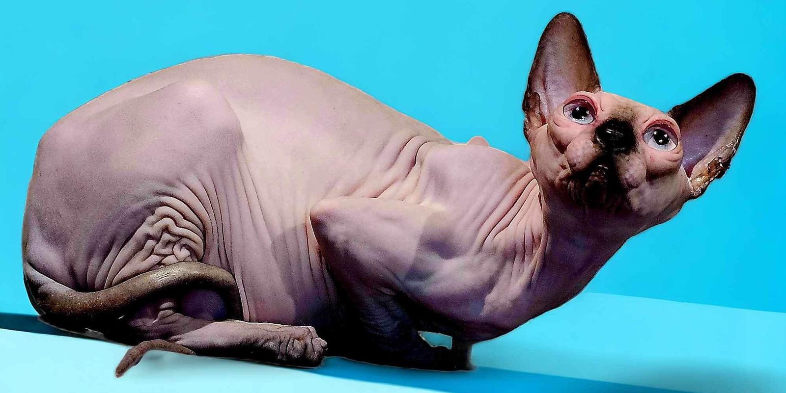 Sphynx Cat
